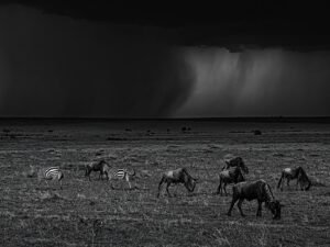 Rain in savanna