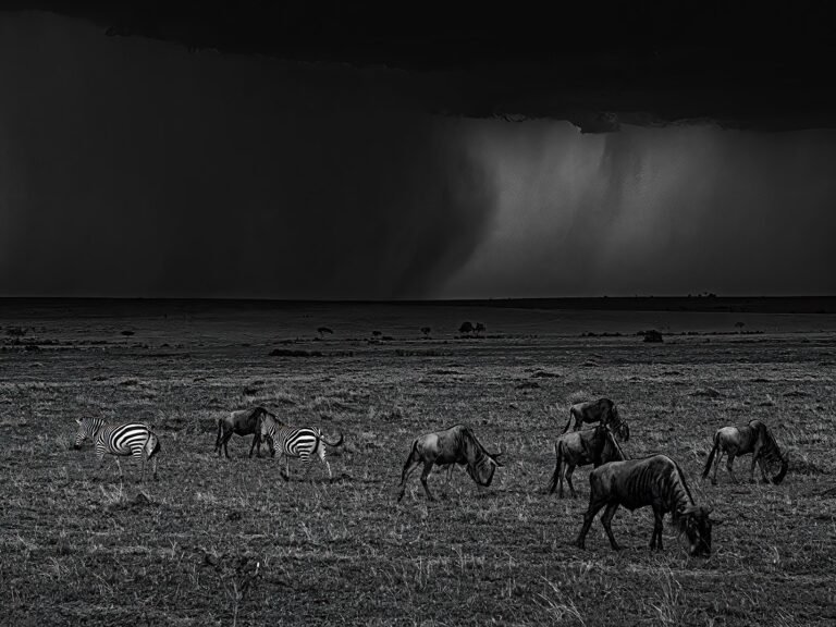 Rain in savanna