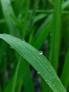 Water Droplet Macro