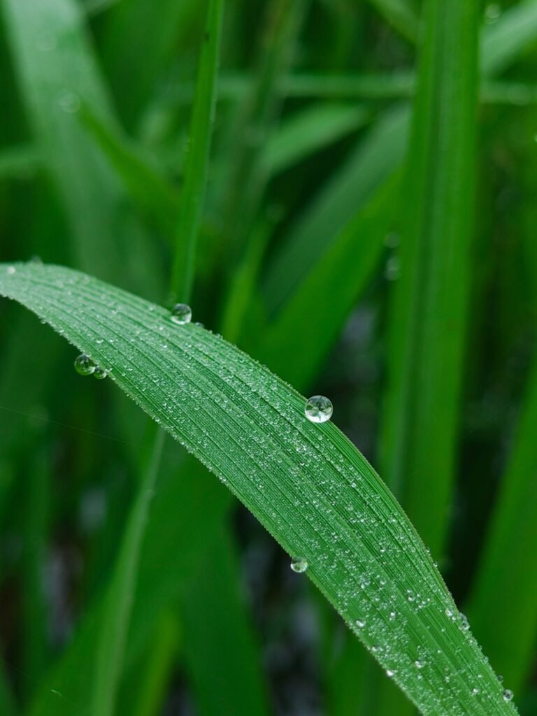 Water Droplet