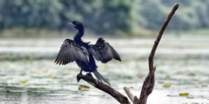 Cormorant - Spread the wings