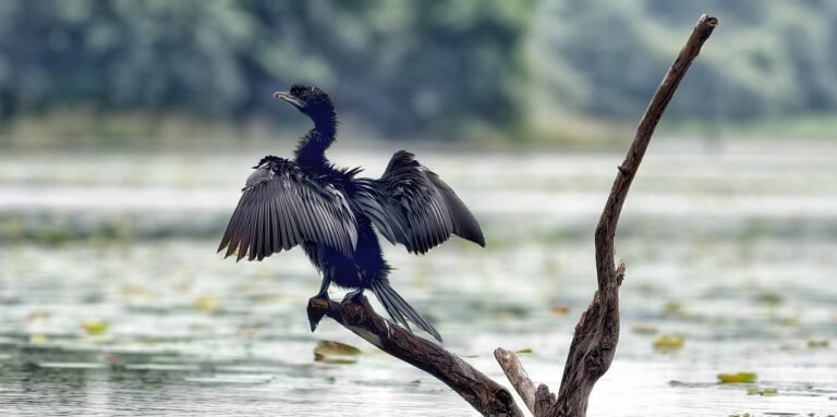 Cormorant - Spread the wings